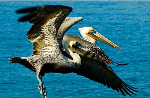 pelicans luxe destination weddings
